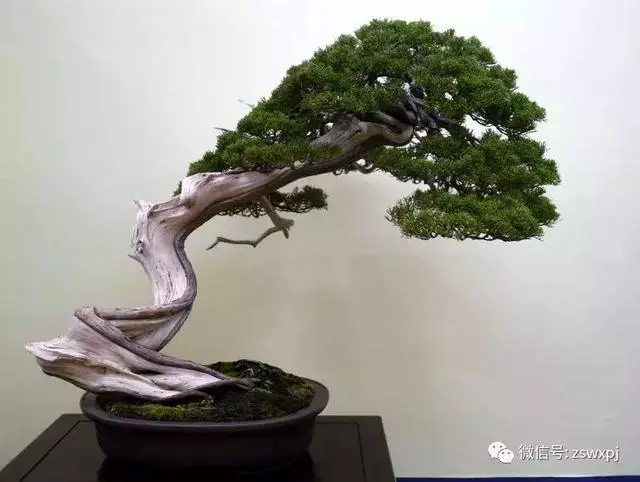 盆景基礎知識:促根技巧,掐芽摘葉有風險,樹勢平衡最重要