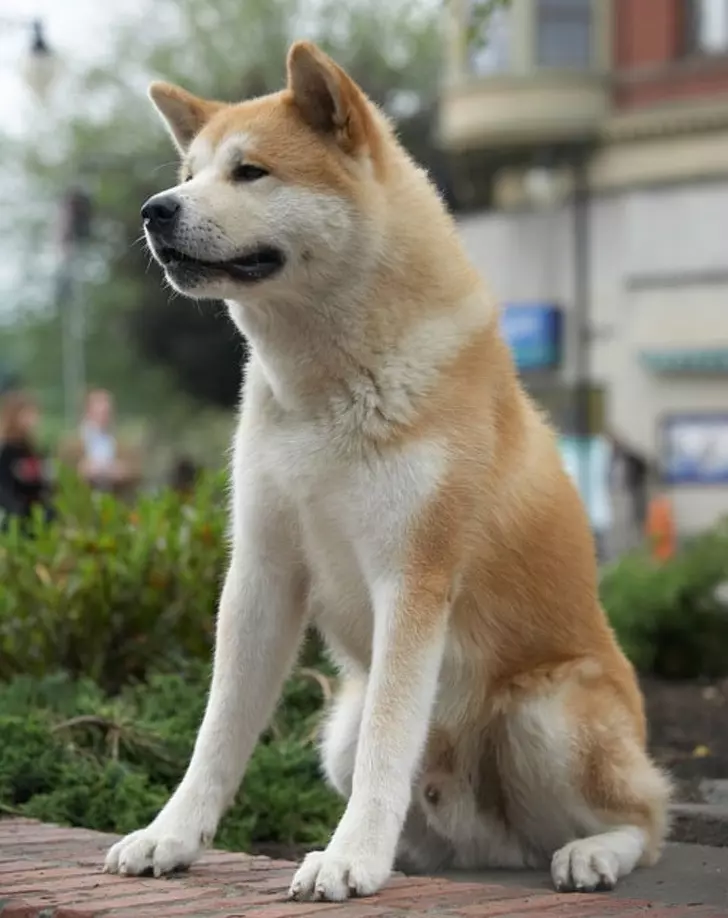 11種狗狗在說「我愛你」的示愛舉動 吐舌頭是牠們在對你裝可愛❤