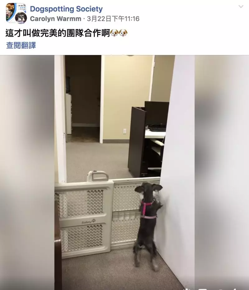 汪星人兄妹也太會互相幫助 妹妹跳不過柵欄…哥哥幫推高高:越獄惹~~