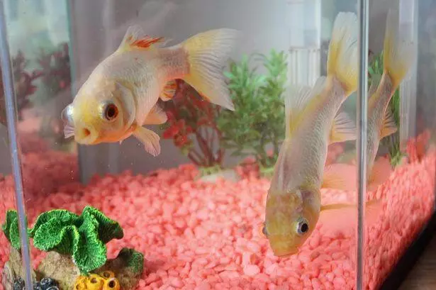 英國「最長壽金魚」見證老夫妻的一生 44年後飼主痛哭:我們失去了一生寄託