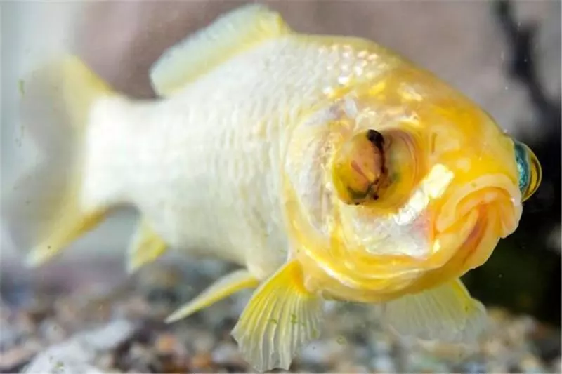 英國「最長壽金魚」見證老夫妻的一生 44年後飼主痛哭:我們失去了一生寄託