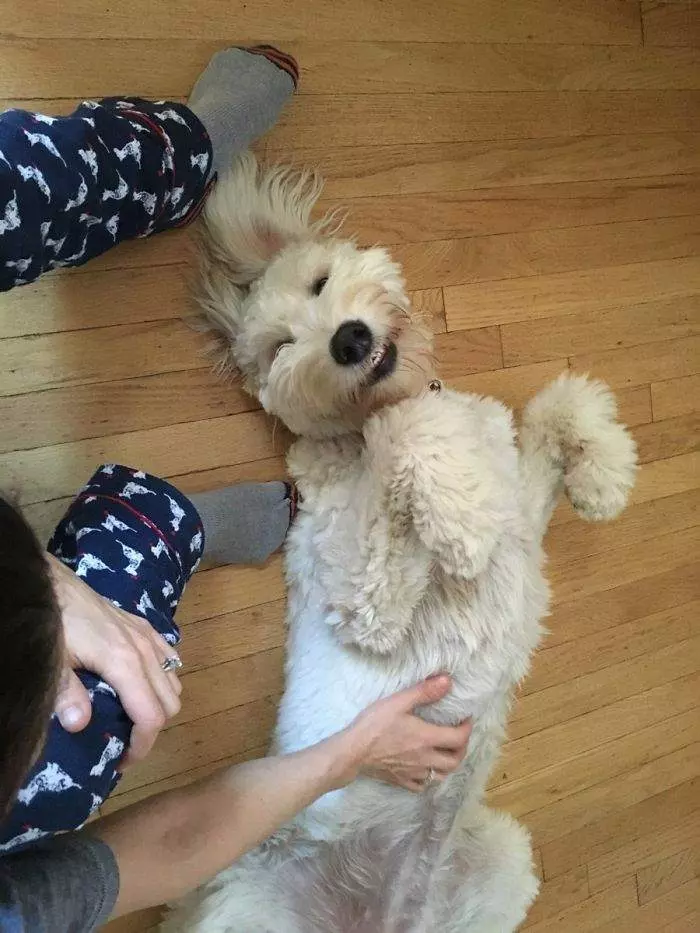 最萌混血「黃金貴賓犬」體型好巨大 主人笑:牠柔軟得像一隻大泰迪熊