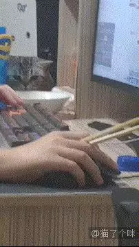 貓GIF:橘貓都是這麼吃飯的嗎?
