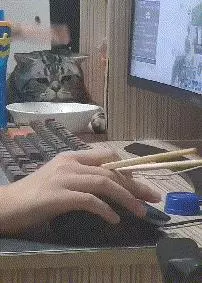 貓GIF:橘貓都是這麼吃飯的嗎?