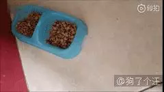 貓GIF:橘貓都是這麼吃飯的嗎?