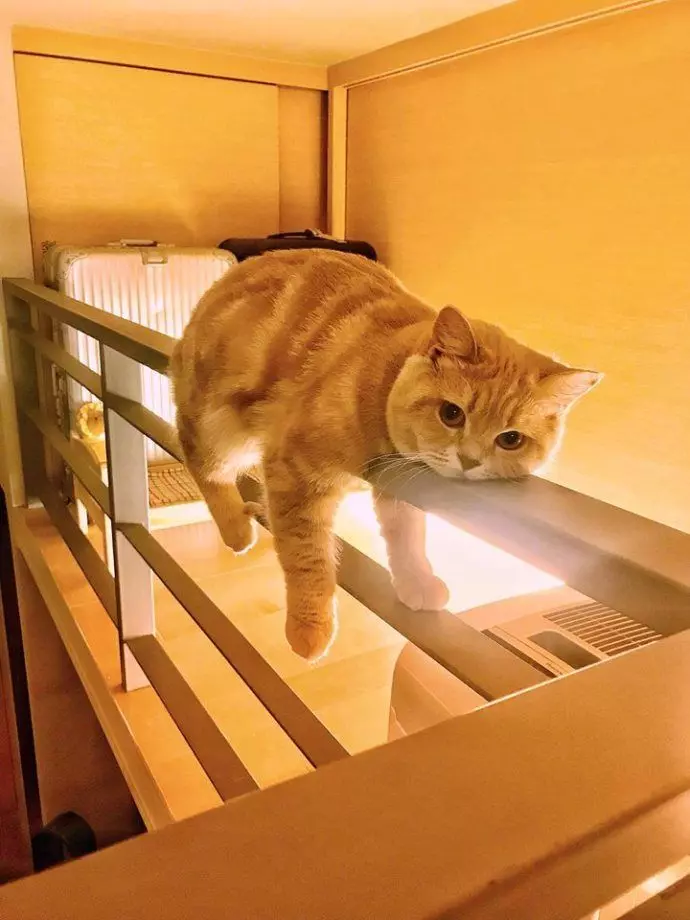 貓GIF:橘貓都是這麼吃飯的嗎?