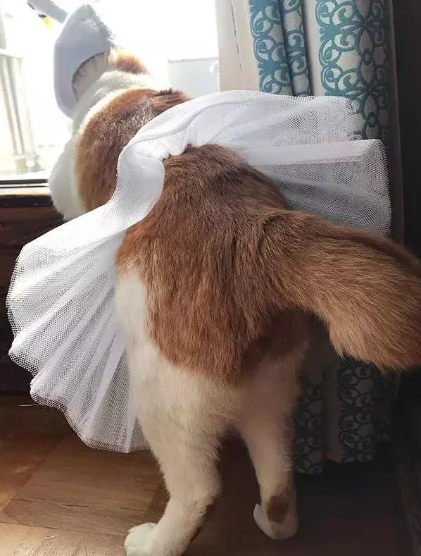 貓GIF:橘貓都是這麼吃飯的嗎?