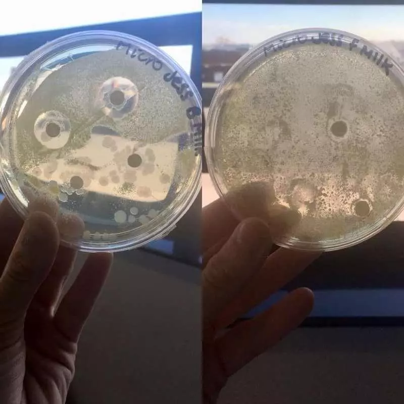 原來母乳那麼強 生物系媽媽比較母乳和奶粉生菌速度「1天少一半」...大讚:胸部好神奇