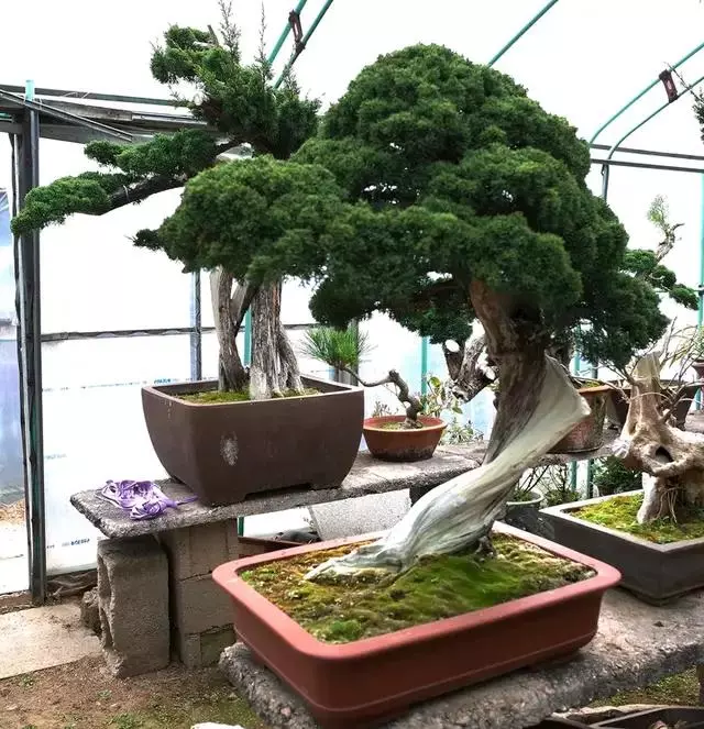 盆景初入門:怎樣通過嫁接,獲得一盆老樁真柏盆景