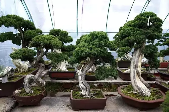 盆景初入門:怎樣通過嫁接,獲得一盆老樁真柏盆景