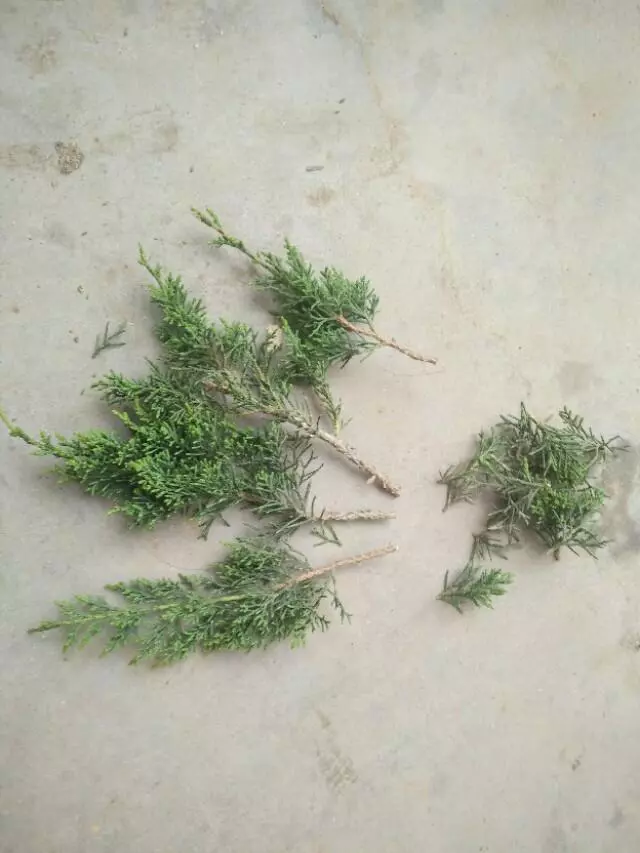 盆景初入門:怎樣通過嫁接,獲得一盆老樁真柏盆景