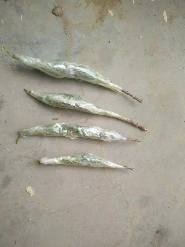 盆景初入門:怎樣通過嫁接,獲得一盆老樁真柏盆景