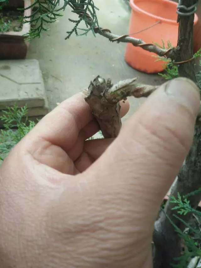 盆景初入門:怎樣通過嫁接,獲得一盆老樁真柏盆景