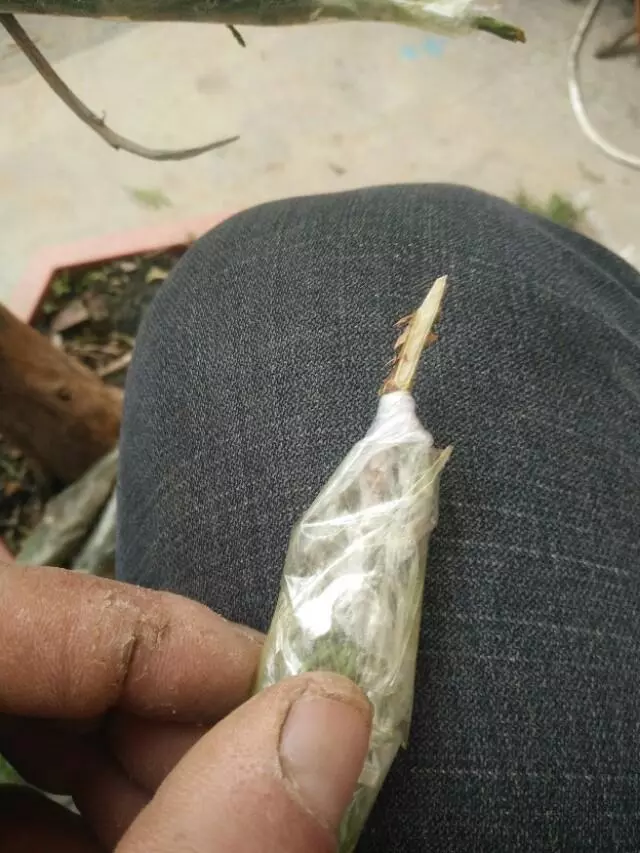 盆景初入門:怎樣通過嫁接,獲得一盆老樁真柏盆景