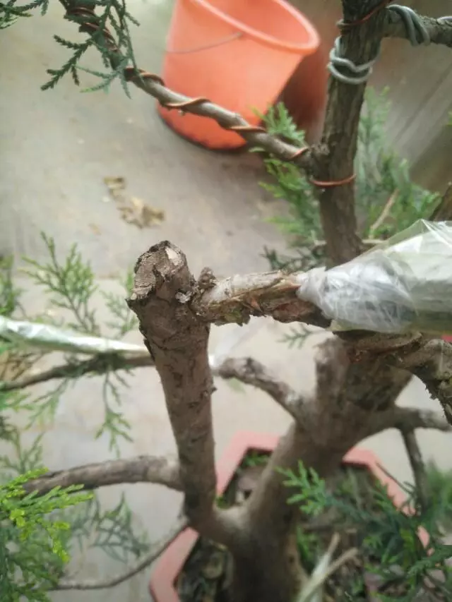 盆景初入門:怎樣通過嫁接,獲得一盆老樁真柏盆景