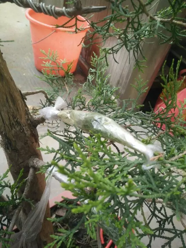 盆景初入門:怎樣通過嫁接,獲得一盆老樁真柏盆景