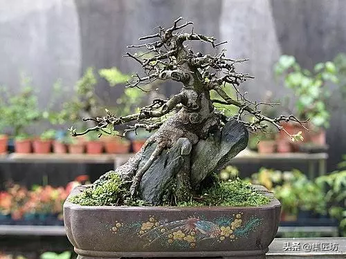 盆景出「奇」的技巧,盆景基礎進階創作,系魚川真柏附石盆景!