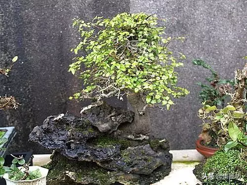 盆景出「奇」的技巧,盆景基礎進階創作,系魚川真柏附石盆景!