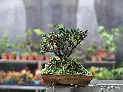 盆景出「奇」的技巧,盆景基礎進階創作,系魚川真柏附石盆景!