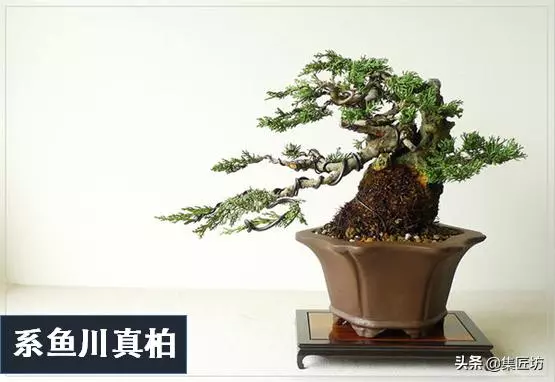 盆景出「奇」的技巧,盆景基礎進階創作,系魚川真柏附石盆景!