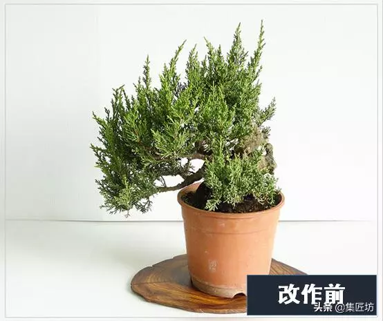 盆景出「奇」的技巧,盆景基礎進階創作,系魚川真柏附石盆景!