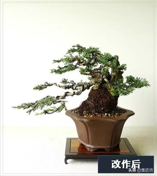 盆景出「奇」的技巧,盆景基礎進階創作,系魚川真柏附石盆景!