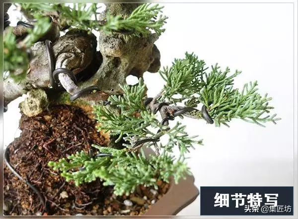 盆景出「奇」的技巧,盆景基礎進階創作,系魚川真柏附石盆景!