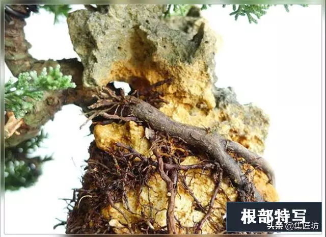 盆景出「奇」的技巧,盆景基礎進階創作,系魚川真柏附石盆景!