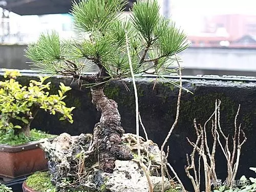 盆景出「奇」的技巧,盆景基礎進階創作,系魚川真柏附石盆景!