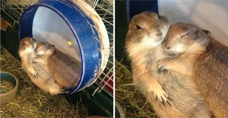 虎鯨也會喇舌!23張「動物們真情流露」的感人瞬間照片