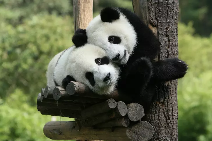 虎鯨也會喇舌!23張「動物們真情流露」的感人瞬間照片