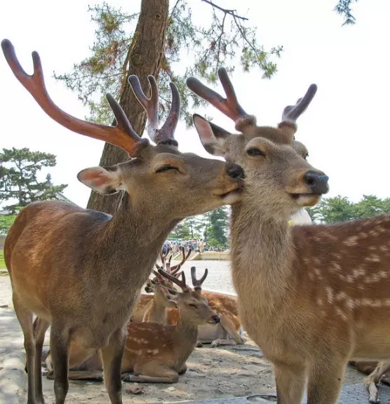 虎鯨也會喇舌!23張「動物們真情流露」的感人瞬間照片