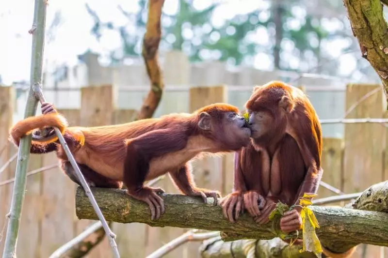 虎鯨也會喇舌!23張「動物們真情流露」的感人瞬間照片