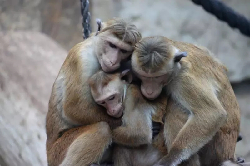 虎鯨也會喇舌!23張「動物們真情流露」的感人瞬間照片