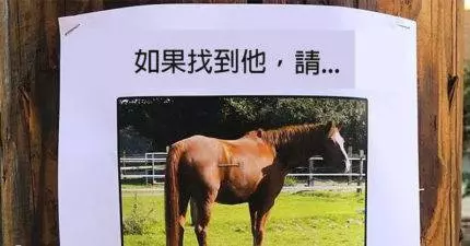 25張「幽默感爆棚」尋人啟事!找到我的馬千萬別還回來啊!~~~