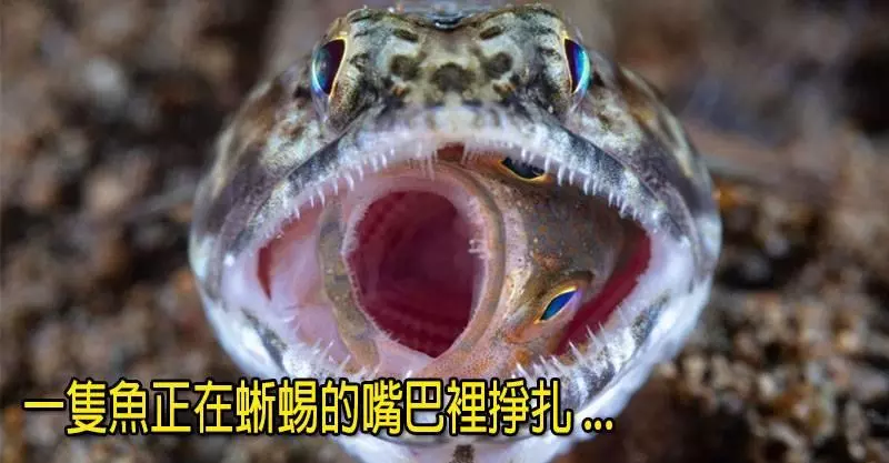 2018年「19個最完美的大自然瞬間」!獵豹追逐小羚羊的結局...其實顛覆食物鏈的頂端!~~~