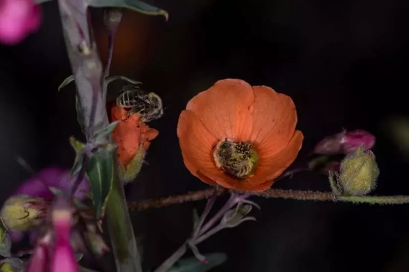 蜜蜂不是永遠嗡嗡嗡 攝影師拍到「花朵裡抱抱睡」笑了:在偷懶