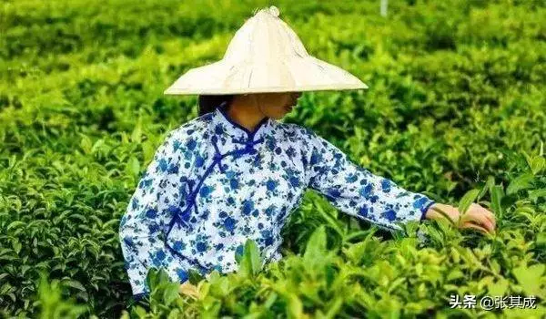 穀雨| 順應天時,健脾祛濕,疏肝清火