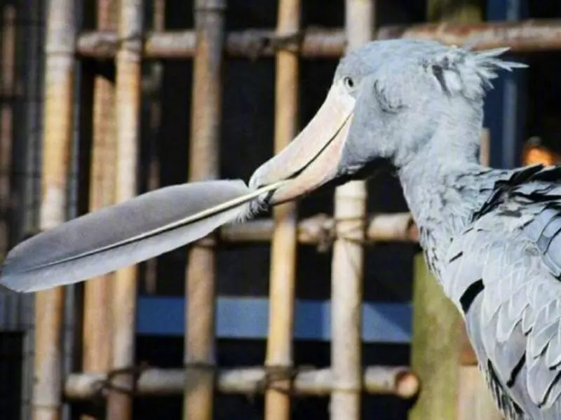 「世界最有禮的鳥」鞠躬必回禮 一開心還會拔下羽毛:給你當見面禮~