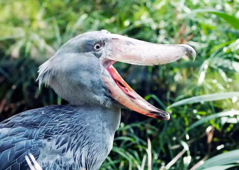 「世界最有禮的鳥」鞠躬必回禮 一開心還會拔下羽毛:給你當見面禮~