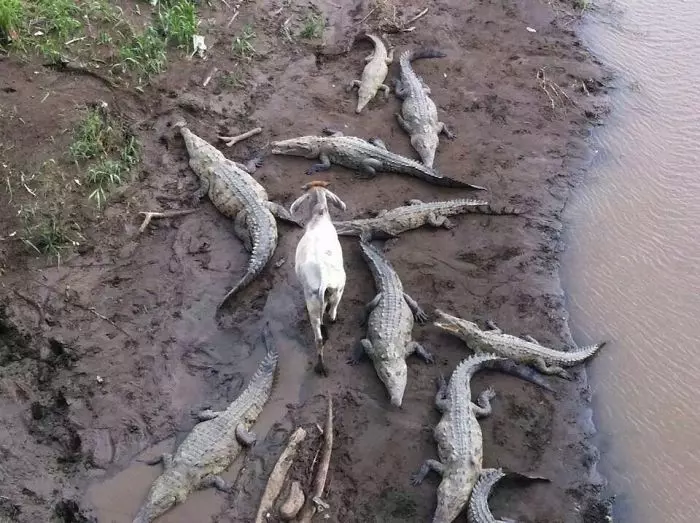 嘸咧驚啦! 25張「膽子特別大顆」的超霸氣動物