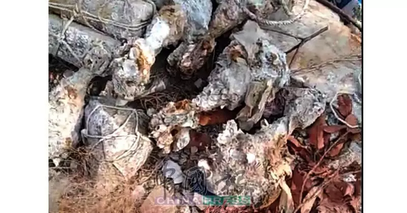 出海下網捕魚 漁夫撈到5枚炸彈 | 中國報 China Press