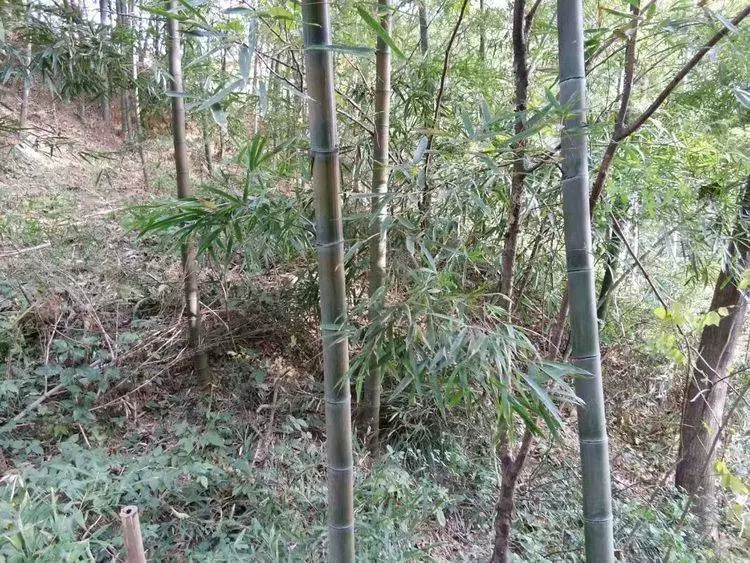 故事:23歲寡婦將仇人的8歲兒子綁進山里15年,生下三個孩子
