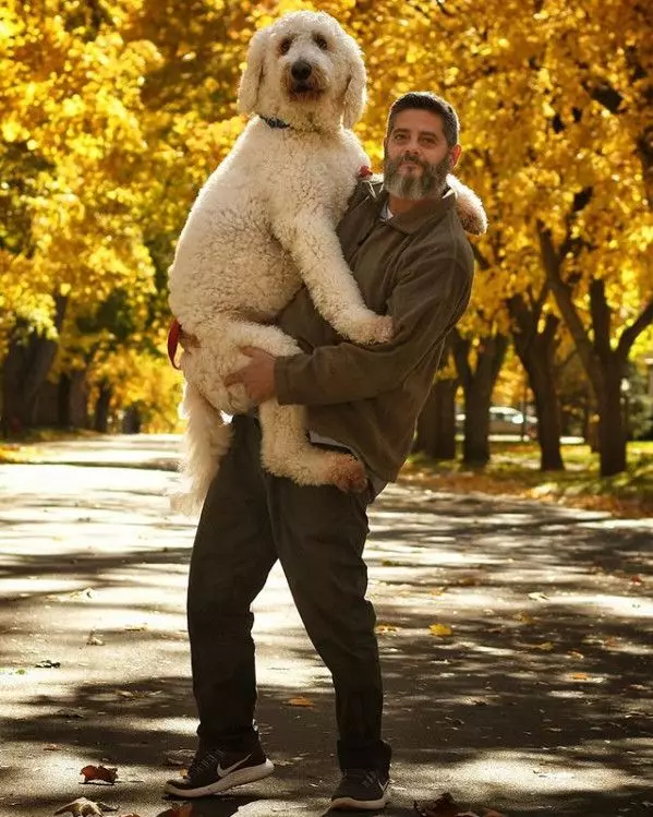 比人還大!200KG巨型犬現身 真相曝光