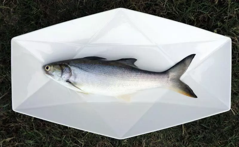 來去魚塭住一晚!難忘午仔魚一夜乾的滋味 二代養魚人家吳國振