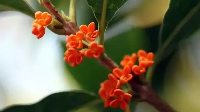 桂花盆栽花繁葉茂的竅門!
