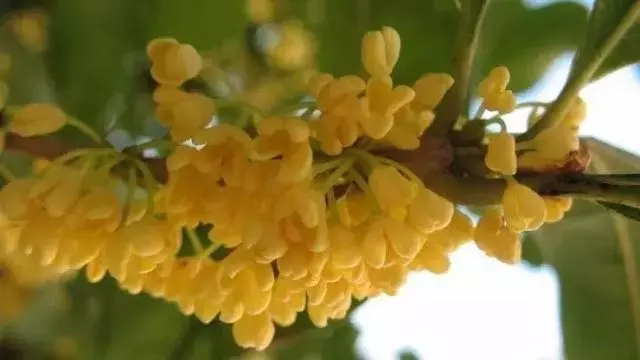 桂花盆栽花繁葉茂的竅門!