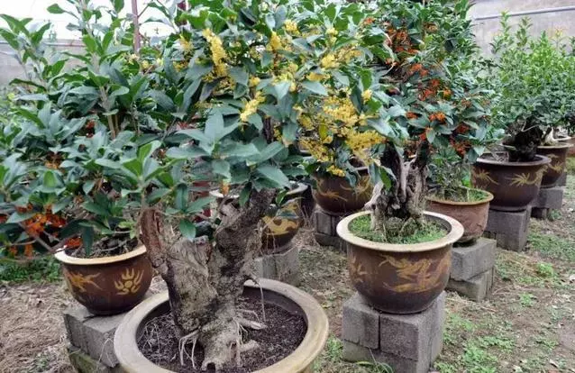 桂花盆栽花繁葉茂的竅門!