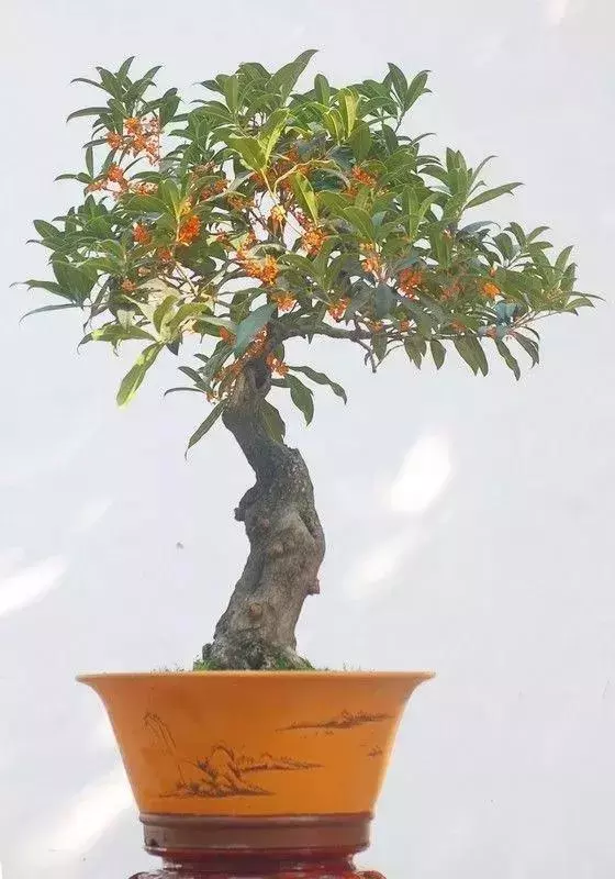桂花盆栽花繁葉茂的竅門!