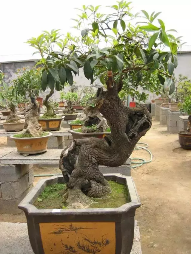 桂花盆栽花繁葉茂的竅門!